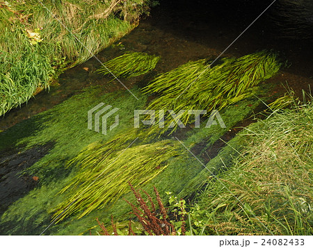 山梨県忍野村の忍野八海の中を流れる水草生い茂る阿原川の清流と原風景の写真素材