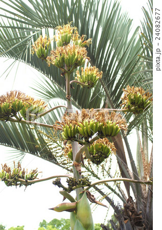 アガヴェ・パラサナ 24082677