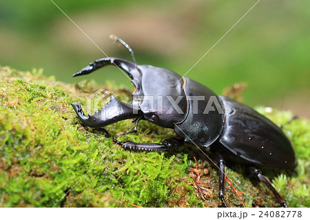 ダイオウヒラタクワガタ 24082778