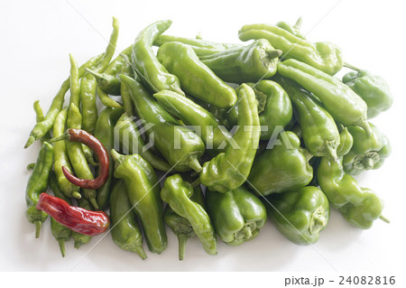 シシトウ各種 シシトウ各種 24082816