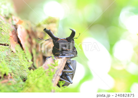 スジブトヒラタクワガタ 24082875