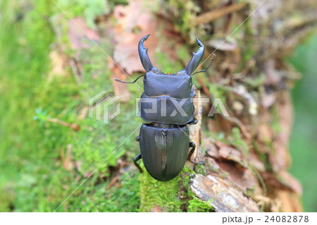 スジブトヒラタクワガタ 24082878