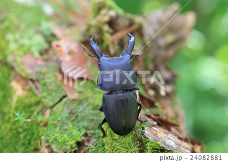 スジブトヒラタクワガタ 24082881