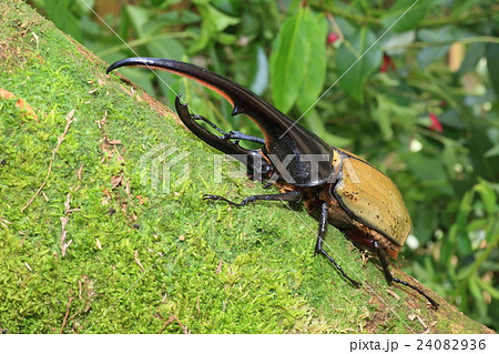 ヘラクレスオオカブトムシ 24082936