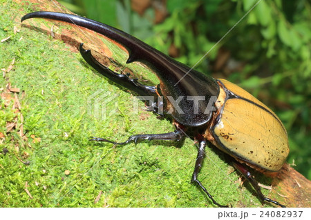 ヘラクレスオオカブトムシの写真素材