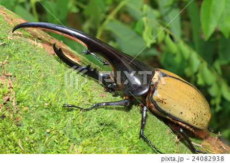 ヘラクレスオオカブトムシ 24082938