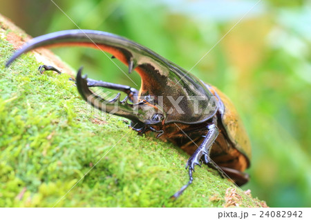 ヘラクレスオオカブトムシ ヘラクレスオオカブトムシ 24082942