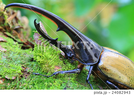 ヘラクレスオオカブトムシ ヘラクレスオオカブトムシ 24082943