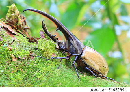 ヘラクレスオオカブトムシ 24082944