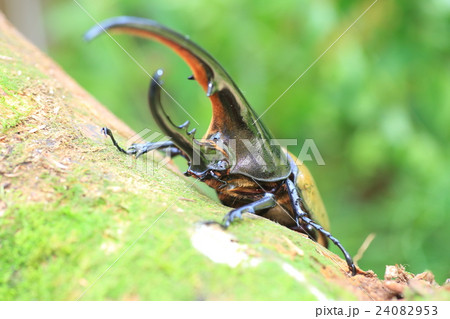 ヘラクレスオオカブトムシ ヘラクレスオオカブトムシ 24082953