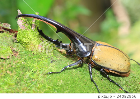 ヘラクレスオオカブトムシ ヘラクレスオオカブトムシ 24082956