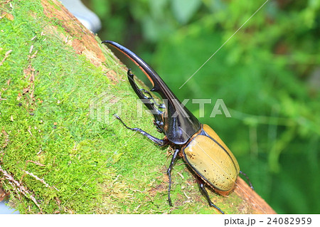 ヘラクレスオオカブトムシ 24082959