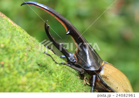 ヘラクレスオオカブトムシ ヘラクレスオオカブトムシ 24082961