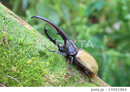 ヘラクレスオオカブトムシ 24082964