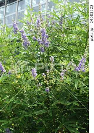 セイヨウニンジンボク セイヨウニンジンボク 24083522