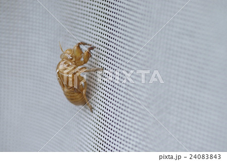蝉退 蝉退 24083843