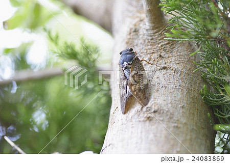 アブラゼミ 24083869