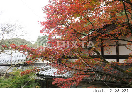 西明寺 24084027