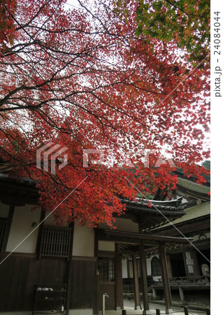 西明寺 24084044