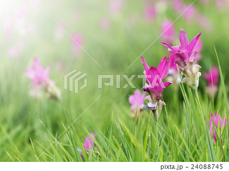 Siamese Tulip fields 24088745