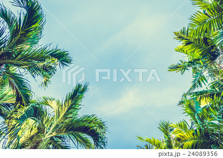 Coconut palm tree 24089356