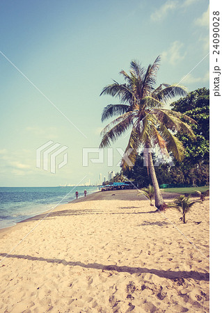 Coconut tree on the beach 24090028