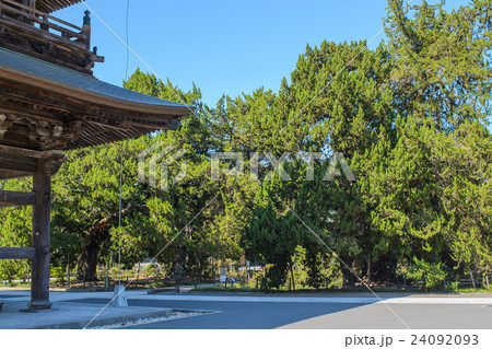 建長寺三門と前栽の柏槇 建長寺三門と前栽の柏槇 24092093