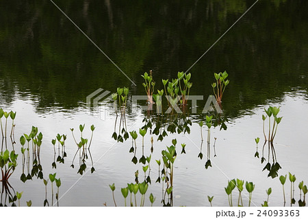 北海道 ニセコ 神仙沼 北海道 ニセコ 神仙沼 24093363