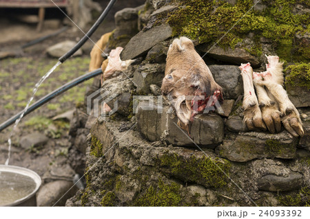 Sheeps Head and Hoofs Beside the Water Area Sheeps Head and Hoofs Beside the Water Area 24093392