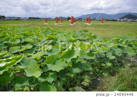 藤原京跡 24093446