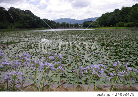 深田池（橿原神宮） 24093479