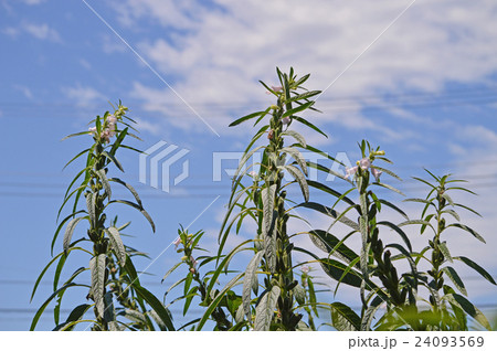 ゴマの結実 24093569