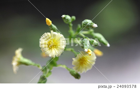 レタスの花の写真素材