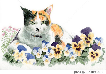 パンジーと三毛猫 パンジーと三毛猫 24093805