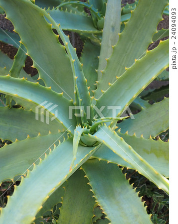 アロエ 24094093