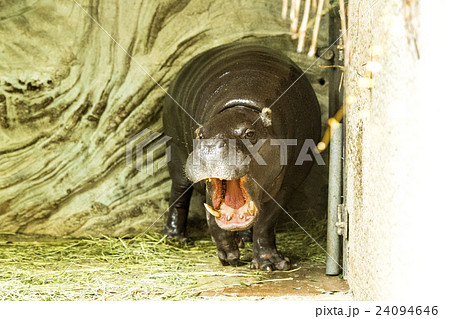 上野動物園　カバ 24094646