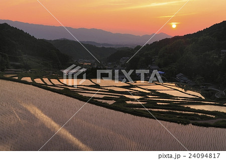 明日香村細川の棚田　夕景 24094817