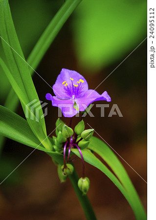 オオムラサキツユクサ オオムラサキツユクサ 24095112