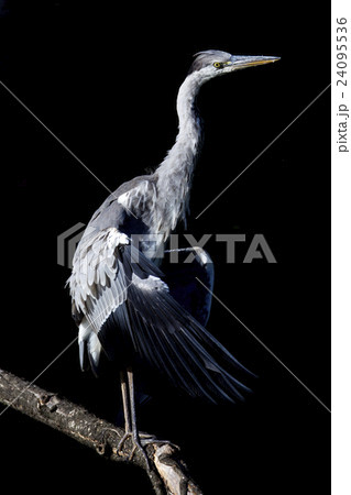 アオサギ 24095536