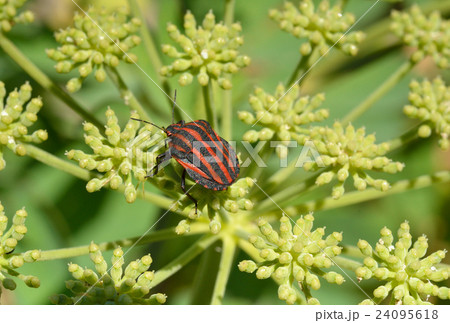 昆虫：アカスジカメムシ　カメムシ科 24095618