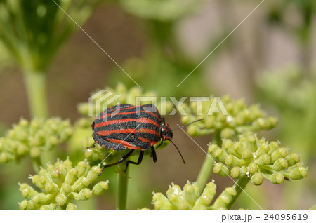 昆虫:アカスジカメムシ カメムシ科 昆虫:アカスジカメムシ カメムシ科 24095619