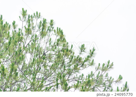 Pine tree branch isolated on white 24095770