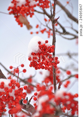 ナナカマド（冬） 24095847