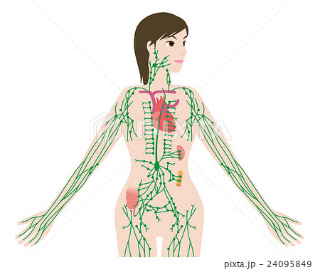 女性の身体とリンパ系 図解イラストのイラスト素材