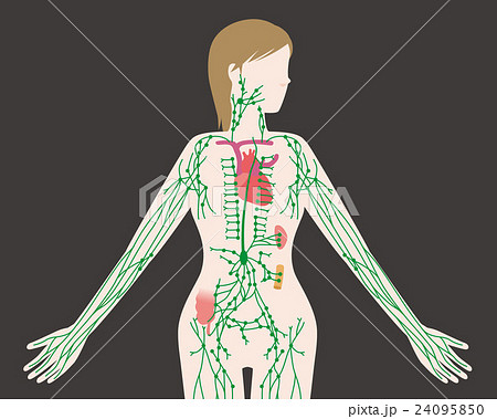 女性の身体とリンパ系 図解イラストのイラスト素材