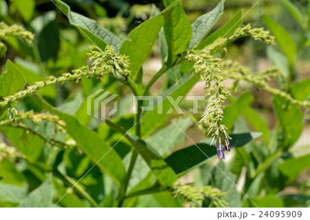 植物:ヒレハリソウ ムラサキ科 植物:ヒレハリソウ ムラサキ科 24095909