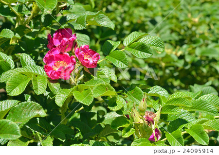 樹木：ハマナス　バラ科 24095914