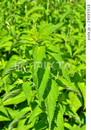 植物:ヒキオコシ シソ科 植物:ヒキオコシ シソ科 24095918