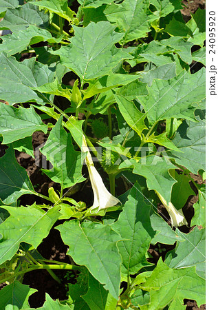 植物 シロバナヨウシュチョウセンアサガオ ナス科の写真素材