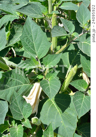 植物 ケチョウセンアサガオ ナス科の写真素材